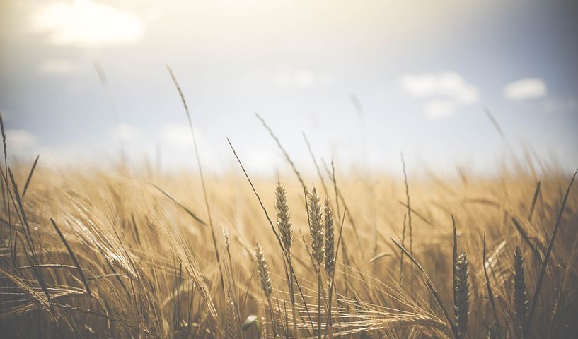 agriculture-1845835__480 agriculture-1845835__480